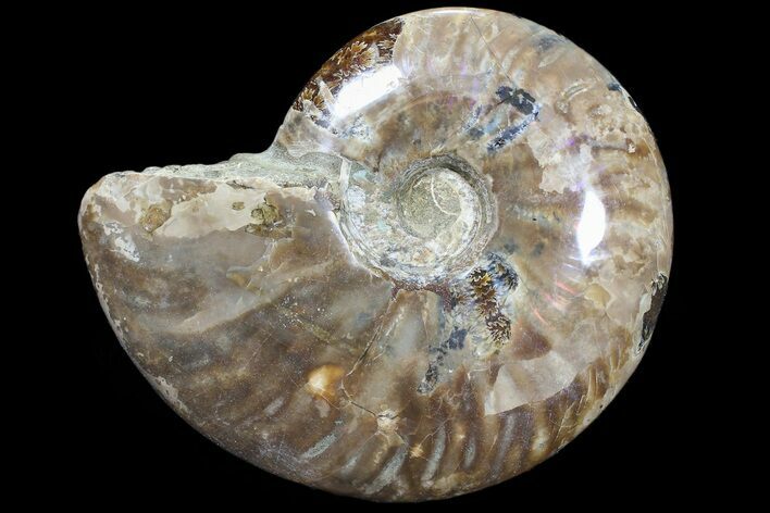 Bargain, Polished, Ammonite Fossil - Madagascar #89622